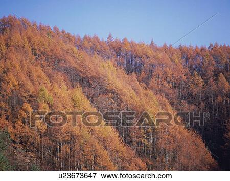 Stock Photo - Larch trees in Japan. Fotosearch