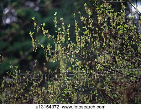 Male flowers in forest, Japan View Large Photo Image Stock Image - Male flowers in forest, Japan. Fotosearch
