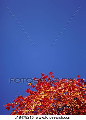 Maple trees, Shiga Plateau, Nagano Prefecture, Japan View Large Photo Image Stock Photography - Maple trees, Shiga Plateau, Nagano Prefecture, Japan. Fotosearch