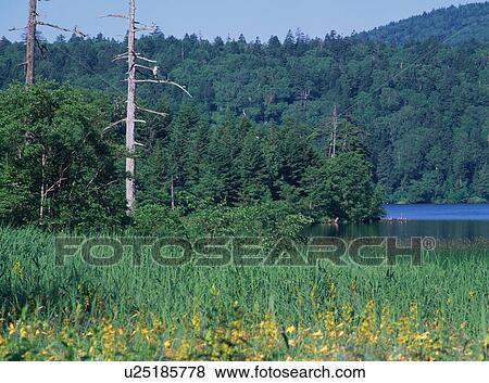Stock Photo - Marshland in Gunma Prefecture, Japan. Fotosearch