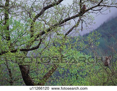 Stock Image - Monkeys sitting on tree. Fotosearch