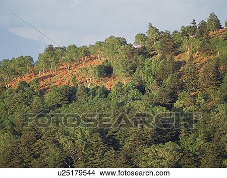 Mountain in Nagano Prefecture, Japan View Large Photo Image Picture - Mountain in Nagano Prefecture, Japan. Fotosearch