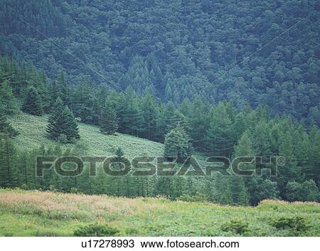 Mountain in Nagano Prefecture, Japan View Large Photo Image Stock Image - Mountain in Nagano Prefecture, Japan. Fotosearch