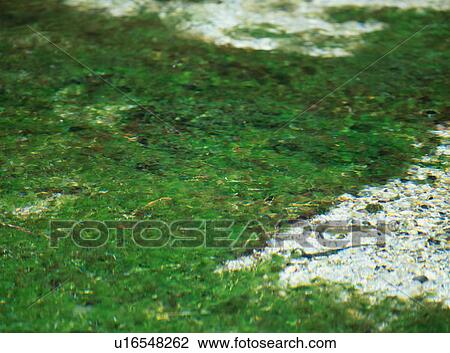 Stock Image - Mountain trout in river. Fotosearch