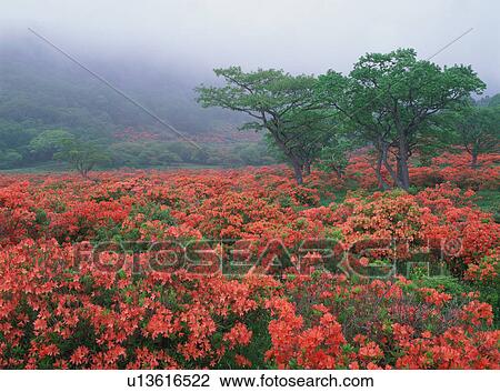 Stock Image - Mt. Akagi, Gunma Prefecture, Japan. Fotosearch