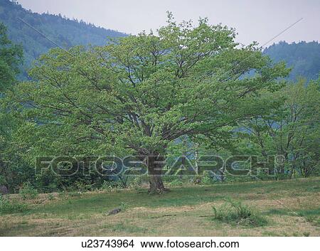 Norikura Highlands in Nagano Prefecture, Japan View Large Photo Image Picture - Norikura Highlands in Nagano Prefecture, Japan. Fotosearch