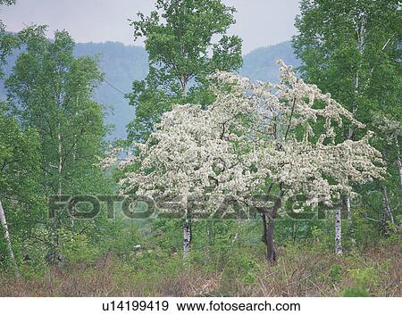 Stock Photo - Norikura Highlands in Nagano Prefecture, Japan. Fotosearch