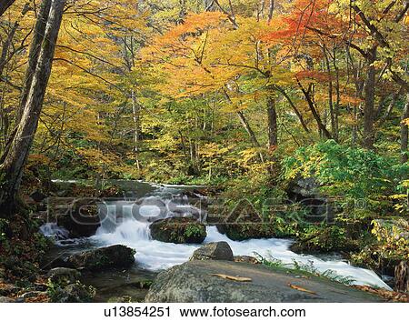 Stock Image - Oirase river, Aomori Prefecture, Japan. Fotosearch