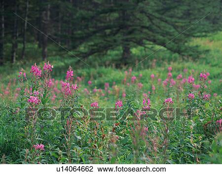 Stock Image - Pink flowers blossomed in grass field. Fotosearch