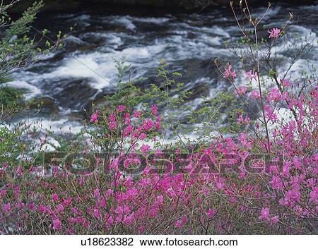 Stock Image - Pink flowers blossomed near river. Fotosearch