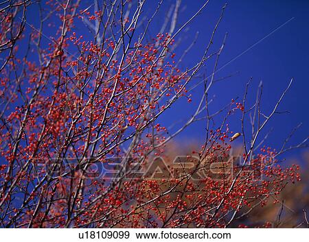 Stock Photo - Siebold crabapples. Fotosearch