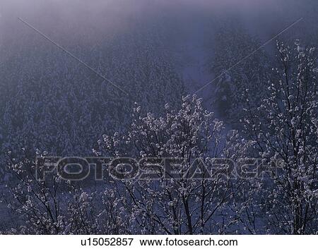 Stock Photo - Snow covered trees. Fotosearch
