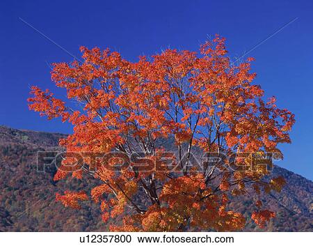 Trees turned red in autumn View Large Photo Image Stock Image - Trees turned red in autumn. Fotosearch