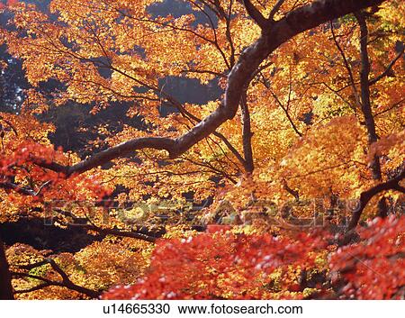 Trees turned red in autumn View Large Photo Image Stock Image - Trees turned red in autumn. Fotosearch