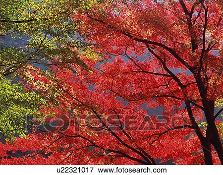 Trees turned red in autumn View Large Photo Image Stock Photo - Trees turned red in autumn. Fotosearch
