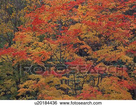 Stock Photograph - Trees turned red in autumn. Fotosearch