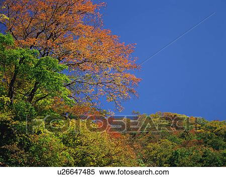 Stock Photography - Trees turned red in autumn. Fotosearch