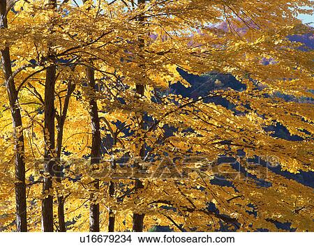 Trees turned yellow in autumn View Large Photo Image Picture - Trees turned yellow in autumn. Fotosearch