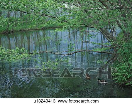 Stock Image - Two ducks in lake. Fotosearch