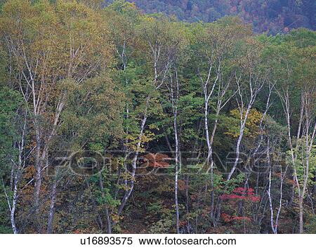 White birch trees View Large Photo Image Stock Photography - White birch trees. Fotosearch