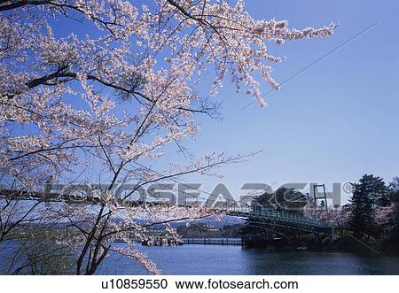 Ashino Park in spring View Large Photo Image Stock Image - Ashino Park in spring. Fotosearch