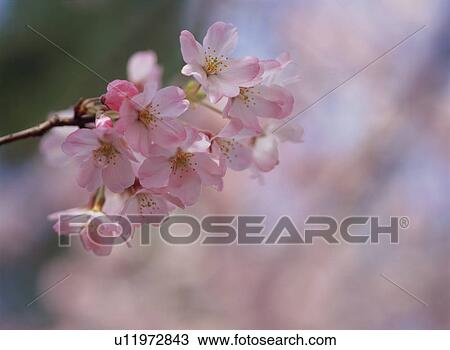 Cherry Blossom View Large Photo Image Stock Image - Cherry Blossom. Fotosearch