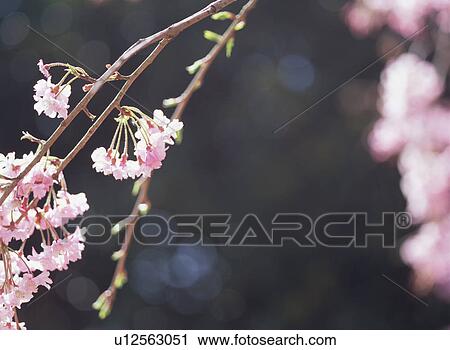 Cherry Blossom View Large Photo Image Stock Image - Cherry Blossom. Fotosearch