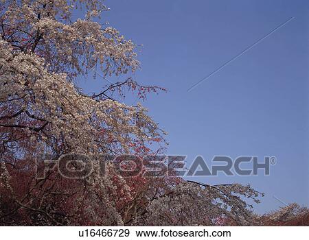 Cherry Blossom View Large Photo Image Stock Photo - Cherry Blossom. Fotosearch