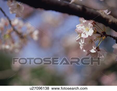 Stock Photo - Cherry Blossom. Fotosearch