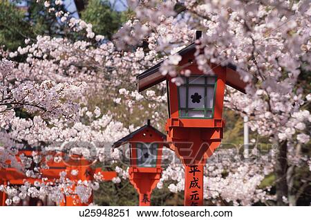 Cherry blossoms, Hirano-jinja Shrine, Kyoto Prefecture, Japan View Large Photo Image Stock Image - Cherry blossoms, Hirano-jinja Shrine, Kyoto Prefecture, Japan. Fotosearch