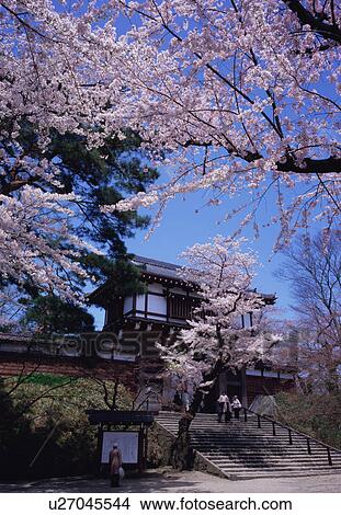 Picture - Cherry blossoms in a park. Fotosearch