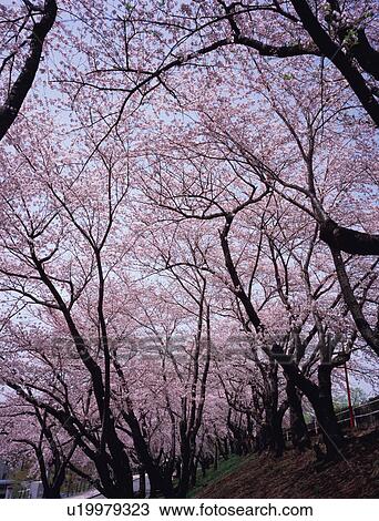 Stock Image - Cherry blossoms in a park. Fotosearch