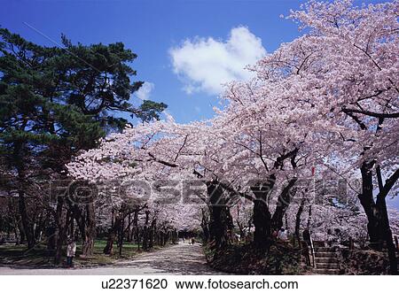 Stock Image - Cherry blossoms in a park. Fotosearch