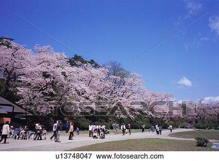 Stock Photo - Cherry blossoms in a park. Fotosearch