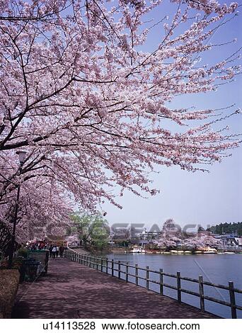 Stock Photo - Cherry blossoms in a park. Fotosearch