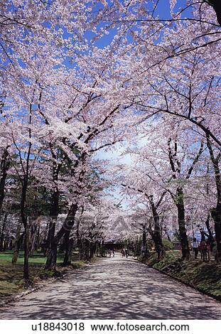 Stock Photo - Cherry blossoms in a park. Fotosearch