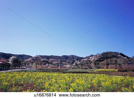 Picture - Cherry blossoms in Hanamiyama Park. Fotosearch