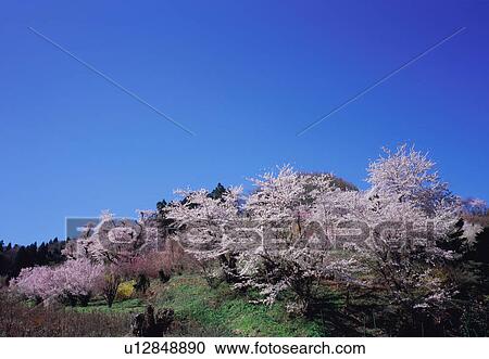 Stock Image - Cherry blossoms in Hanamiyama Park. Fotosearch