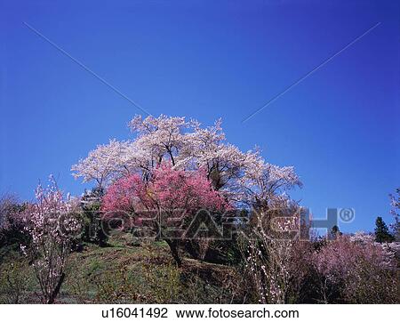 Stock Image - Cherry blossoms in Hanamiyama Park. Fotosearch
