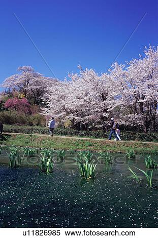 Cherry blossoms in Hanamiyama Park View Large Photo Image Stock Photography - Cherry blossoms in Hanamiyama Park. Fotosearch