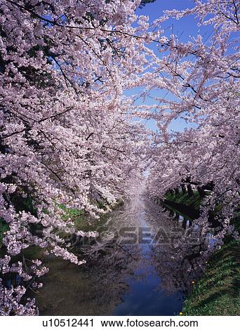 Cherry blossoms in Hirosaki Castle View Large Photo Image Stock Image - Cherry blossoms in Hirosaki Castle. Fotosearch
