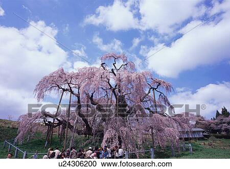 Stock Image - Cherry blossoms in Miharu, Fukushima Prefecture, Japan. Fotosearch