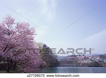 Stock Image - Cherry blossoms in Nagano Prefecture, Japan. Fotosearch