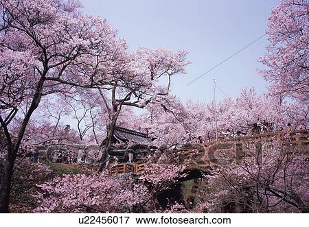Stock Photo - Cherry blossoms in Nagano Prefecture, Japan. Fotosearch