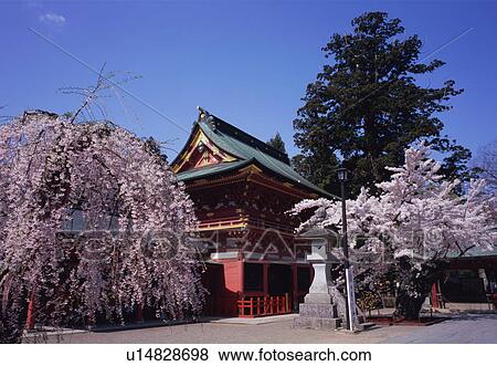 Cherry blossoms in Shiogama shrine View Large Photo Image Stock Photo - Cherry blossoms in Shiogama shrine. Fotosearch