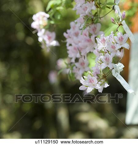 Stock Image - Cherry blossoms in spring. Fotosearch