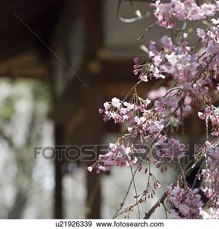 Stock Photo - Cherry blossoms in spring. Fotosearch