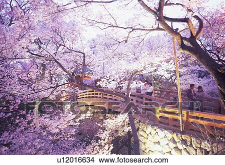 Picture - Cherry blossoms in Takatoh Park at night. Fotosearch