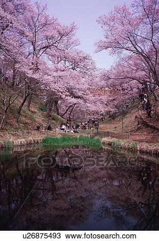 Cherry blossoms in Takatoh Park View Large Photo Image Stock Image - Cherry blossoms in Takatoh Park. Fotosearch