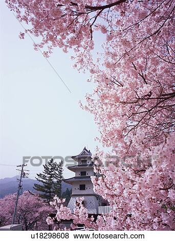 Stock Photo - Cherry blossoms in Takatoh Park. Fotosearch